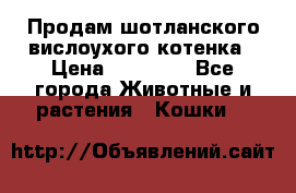 Продам шотланского вислоухого котенка › Цена ­ 10 000 - Все города Животные и растения » Кошки   